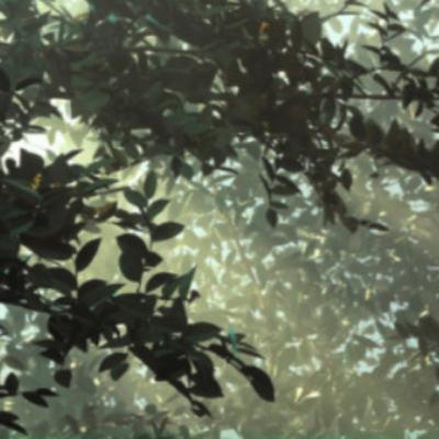 Three Basic Principles of Phenomenology