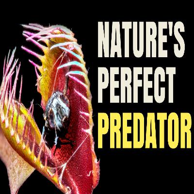 Venus Flytrap: The Plant That Breaks Nature’s Rules