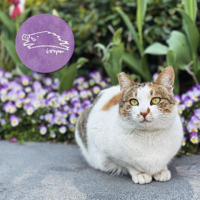 春夜梦一场，Mixtape抛锚在冷港