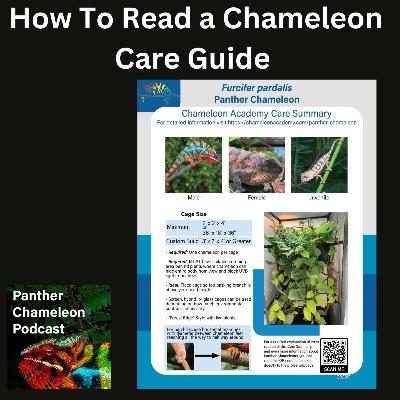How to read a chameleon caresheet How to read a chameleon caresheet