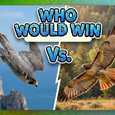 Episode 18: Who would win - Falcon Vs. Hawk Episode 18: Who would win - Falcon Vs. Hawk