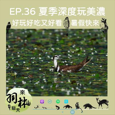 來羽林聊天 EP.36 夏季玩美濃湖/水雉生態、野蓮產業與客家文化深度旅行 ft. 陳柏豪 高雄市野鳥學會棲地部主任