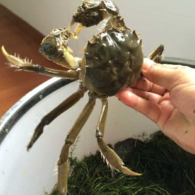 Vol.434|【独家调查】大闸蟹江湖：短斤少两、蟹卡虚标、正宗阳澄湖并不多见…