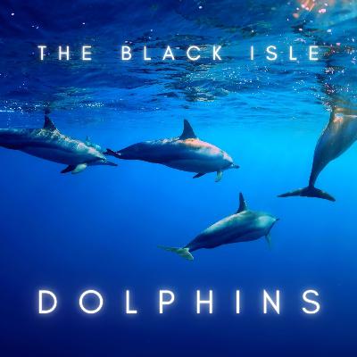 Graceful Dolphins🐬💙🌊Scottish Sleep Story for Grown Ups, Story Time