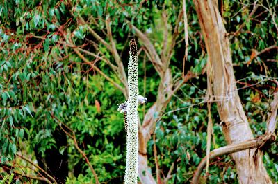 Part two of the Sydney Royal Botanic Gardens podcast