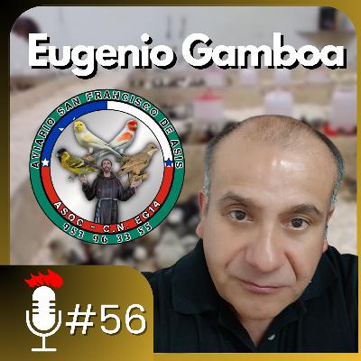 🎙️ Pollitos de GALLINAS DE RAZA: De EUROPA a HISPANOAMÉRICA | Podcast #56 con Eugenio Gamboa