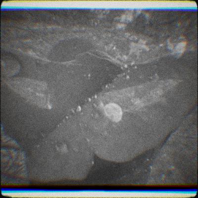 Dying Dreams and Tarot