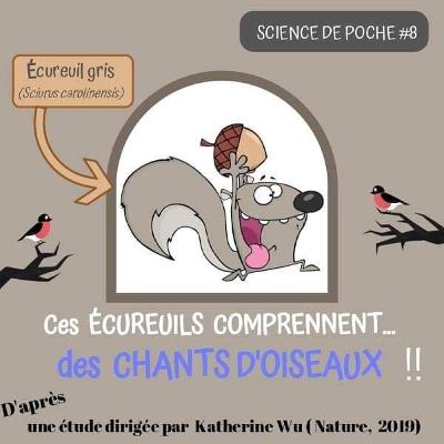 Science de poche #9 : les écureuils écoutent aux portes !