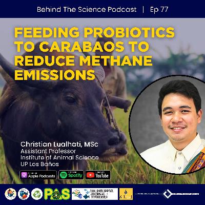 Ep77 - How probiotics could help reduce methane emissions from carabaos