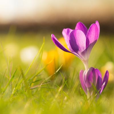 Kesedihan dan Jiwa yang tenang