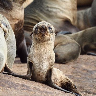 Sea Lions Noise 3 Hours
