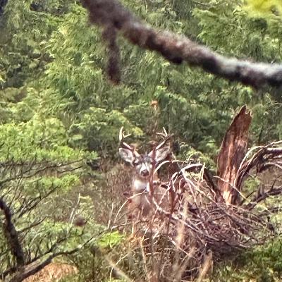 Episode 477 - Calling Blacktail deer in Southeast Alaska Episode 477 - Calling Blacktail deer in Southeast Alaska
