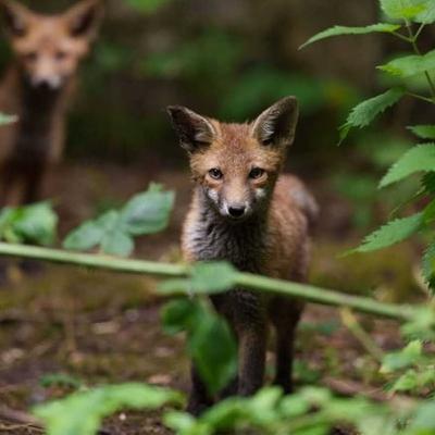 A bill to ban fox hunting – what's in it and who’s for it?