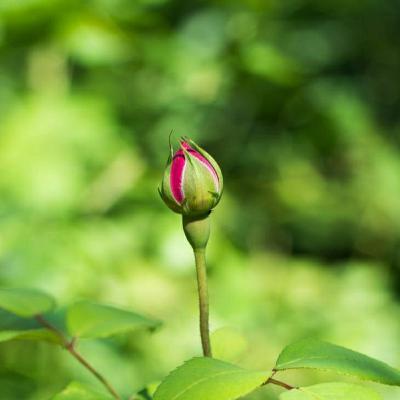 Il bocciolo e la fioritura interiore parte 1