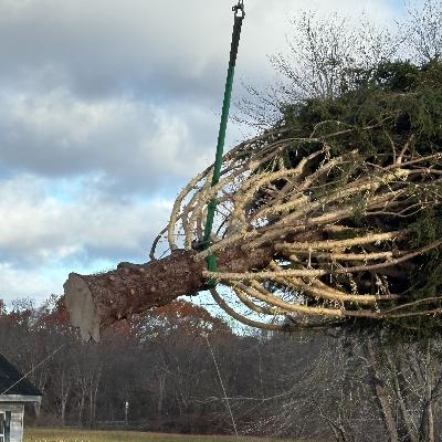 Rockefeller Center tree felled upstate for trip to NYC
