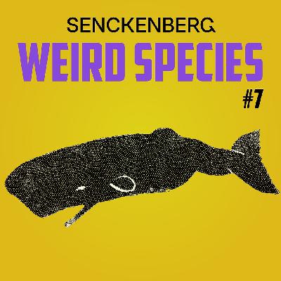 Weird Species #7: Sperm whales - Moby Dick's dark-skinned cousins