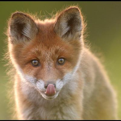 Kuidas rebasepoiss limpsas keelt Kuidas rebasepoiss limpsas keelt