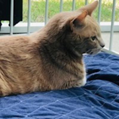 Elder Cat Care