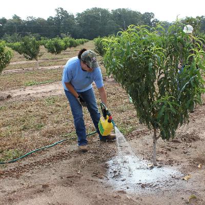 Beneficial Nematodes with David Shapiro-Ilan
