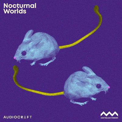 Spinifex Hopping Mouse