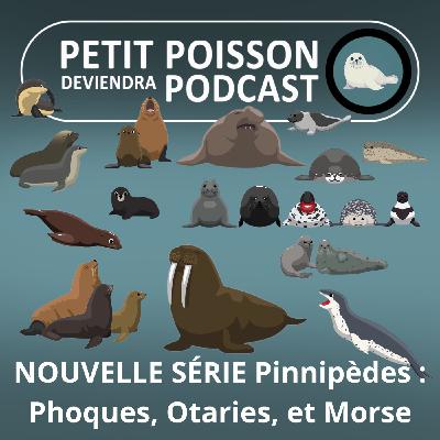 S05E26 NOUVELLE SÉRIE Pinnipèdes : Les Phoques, les Otaries et le Morse (Mathilde Chevallay) S05E26 NOUVELLE SÉRIE Pinnipèdes : Les Phoques, les Otaries et le Morse (Mathilde Chevallay)