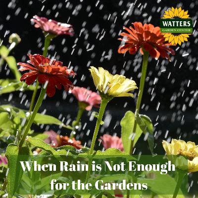 🌧️ When Rain is Not Enough for the Gardens