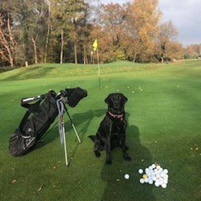 Herbie, the golf ball detection dog