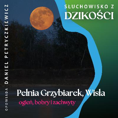 O kłanianiu głowy Pełni Grzybiarek, ogniu, bobrach i schowaniu ego