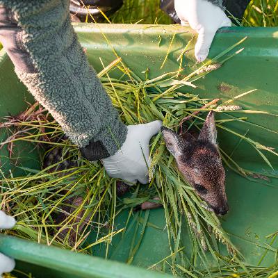 Die my love y Wicked: Podcast con SORPRESA incluida.