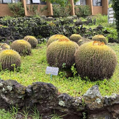 Mexico’s Popular But Forbidden Edible Cactus