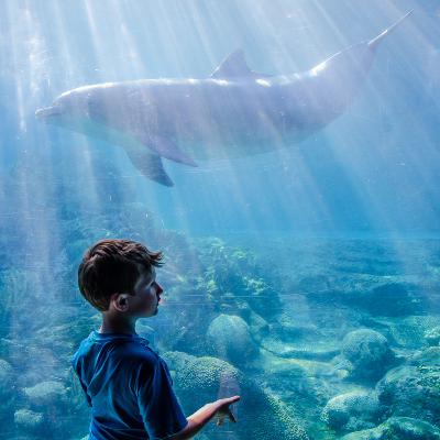 Cultivar a compaixão por todos os seres vivos - 5º Passo Cultivar a compaixão por todos os seres vivos - 5º Passo
