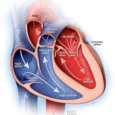 Heart