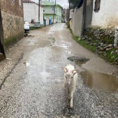 Is the grass greener in the country side? (Bayramiç, Turkey) Is the grass greener in the country side? (Bayramiç, Turkey)