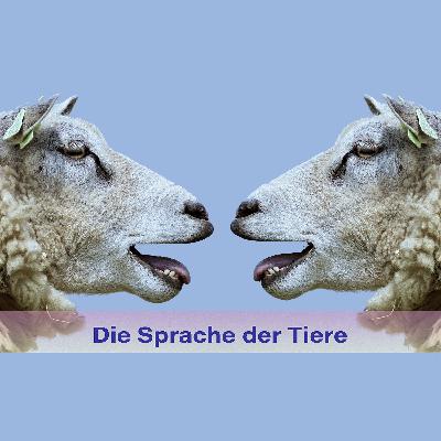 #25 - Optimales Lebensumfeld für Papageien schaffen - Interview mit Thomas Bienbeck