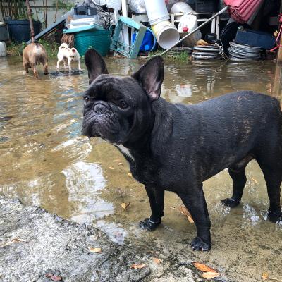 Cuidado De Mascotas En La Temporada De Huracanes Pt. II