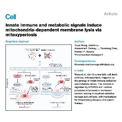 326-免疫代谢驱动线粒体过氧裂解