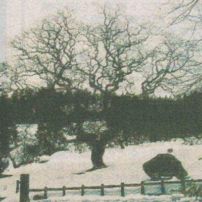 【第五十九考】大朝のテングシデ