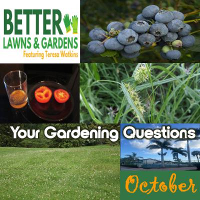 S2 Ep390: Better Lawns and Gardens - Hour 2 Your Fall Garden Questions October 4, 2025