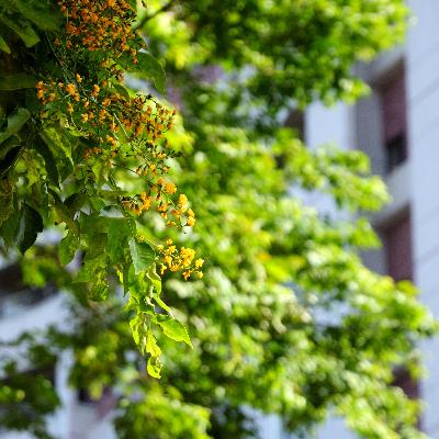 EP.18 《百褶裙的花季》#18 《印度紫檀 》第七回 EP.18 《百褶裙的花季》#18 《印度紫檀 》第七回