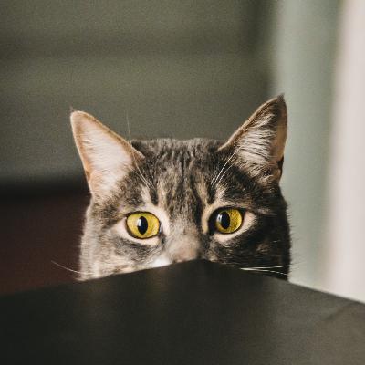 Episode 3: Pabete le service de garde d'animaux entre particuliers -trailer