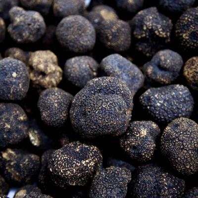 Els misteris de la tòfona Els misteris de la tòfona