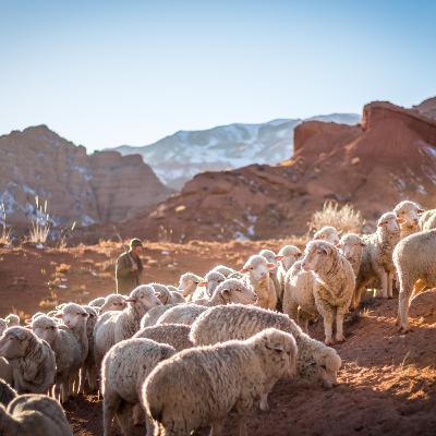 Episode 14 - 1 Timothy 3:1-13 - Qualifications of Pastors and Deacons