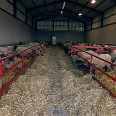 Sheep farmer fears dog attacks