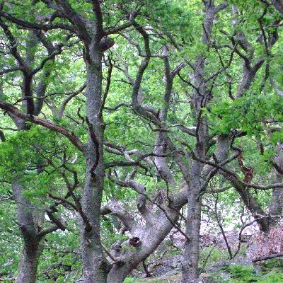 Cad Goddeu, the Battle of the Trees: A Medieval Healing Charm