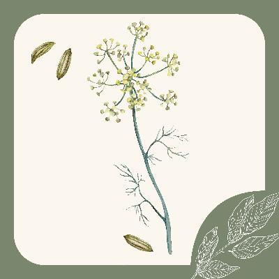 Herb Notes: The Benefits of Fennel Herb Notes: The Benefits of Fennel