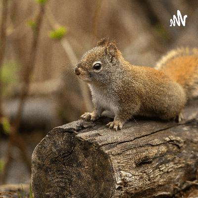 ADELA LA ARDILLA AMISTOSA