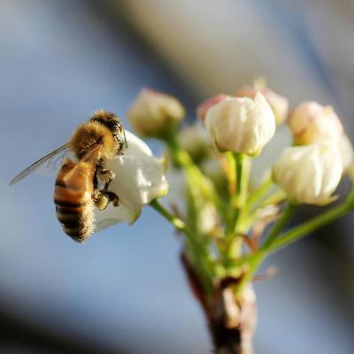 Especies clave en los ecosistemas