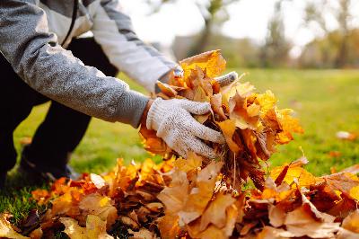 Where Do Leaves Belong?! Where Do Leaves Belong?!