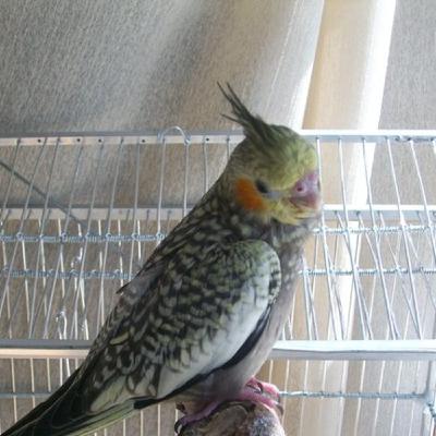 KIWI: la ninfa escapista