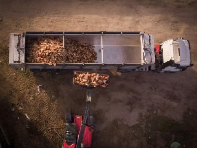 Greenpeace pide limitar el tamaño de las macrogranjas avícolas para hacer frente a la gripe aviar